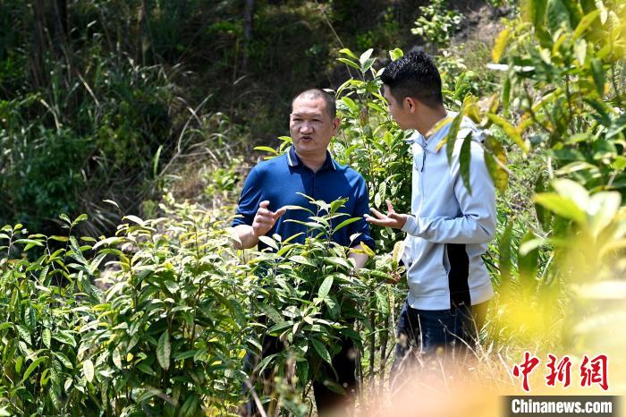 張高漢向參訪者介紹金花茶種植情況。　張金川 攝