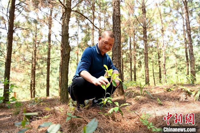 張高漢查看在松樹林下剛套種不久清明茶的生長情況?！埥鸫?攝